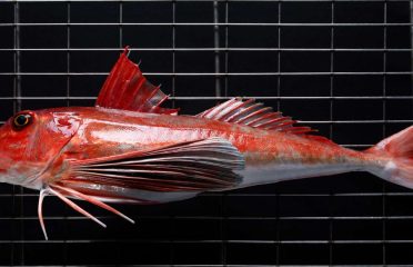Harbour Fish
Harbour Fish – Fresh Seafood