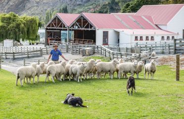 Real Journeys
Walter Peak High Country Farm Tours
