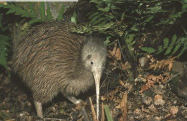 Kiwi Birdlife Park